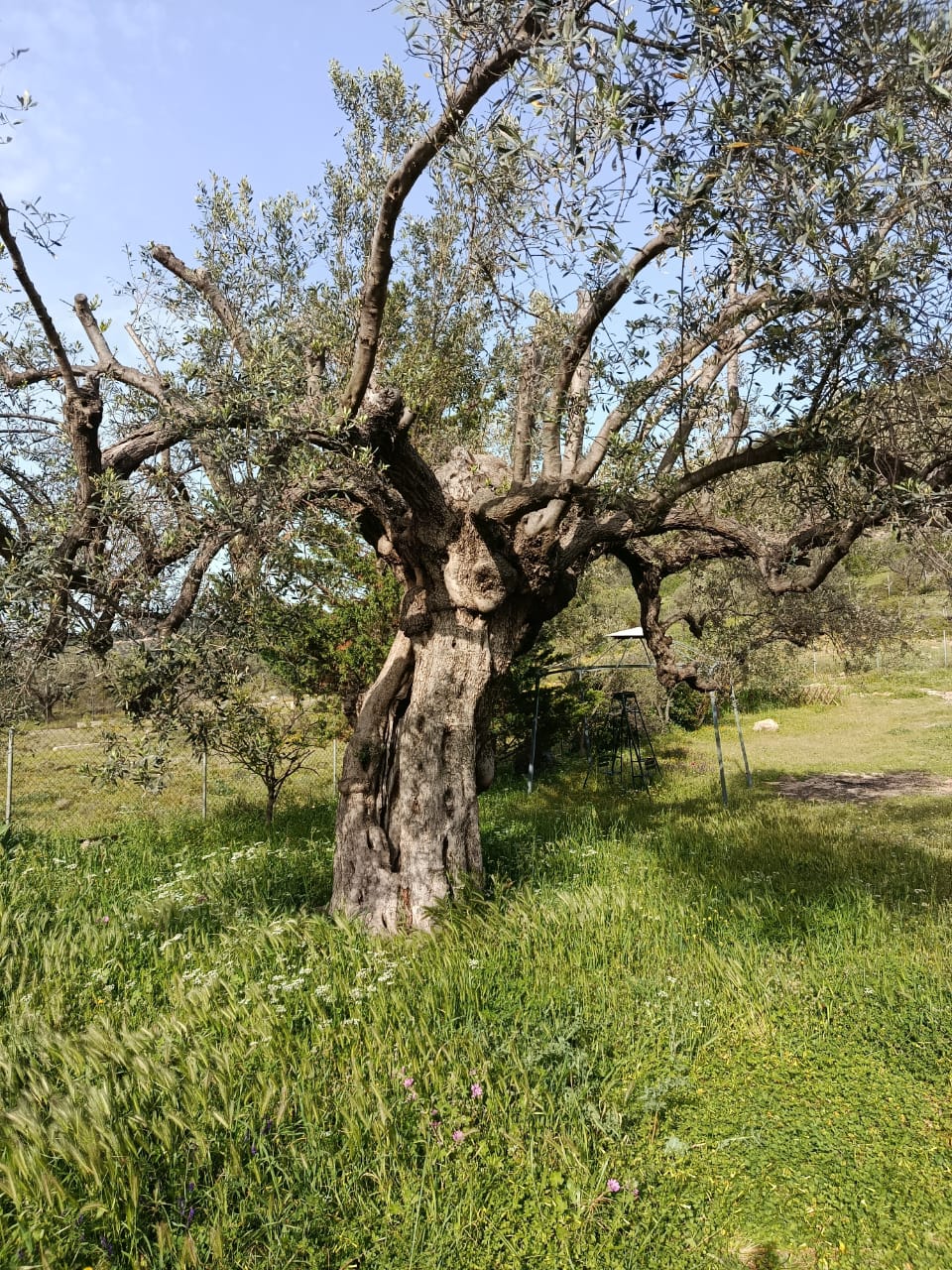 THE ART OF ANCIENT OLIVE TREES