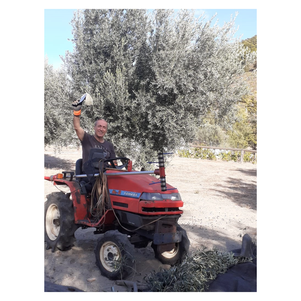 Extra Virgin High Polyphenolic MORPHEUS Olive Oil >2000 - Image 5