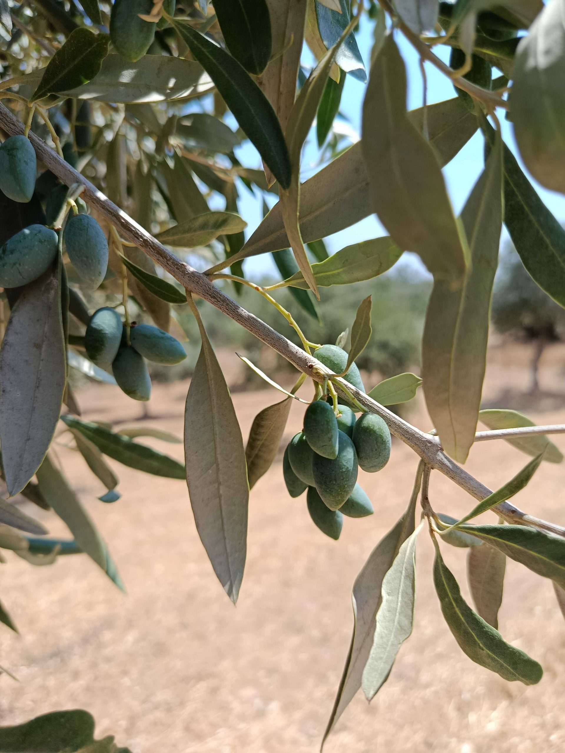 MORE THAN ONE OLIVE OIL